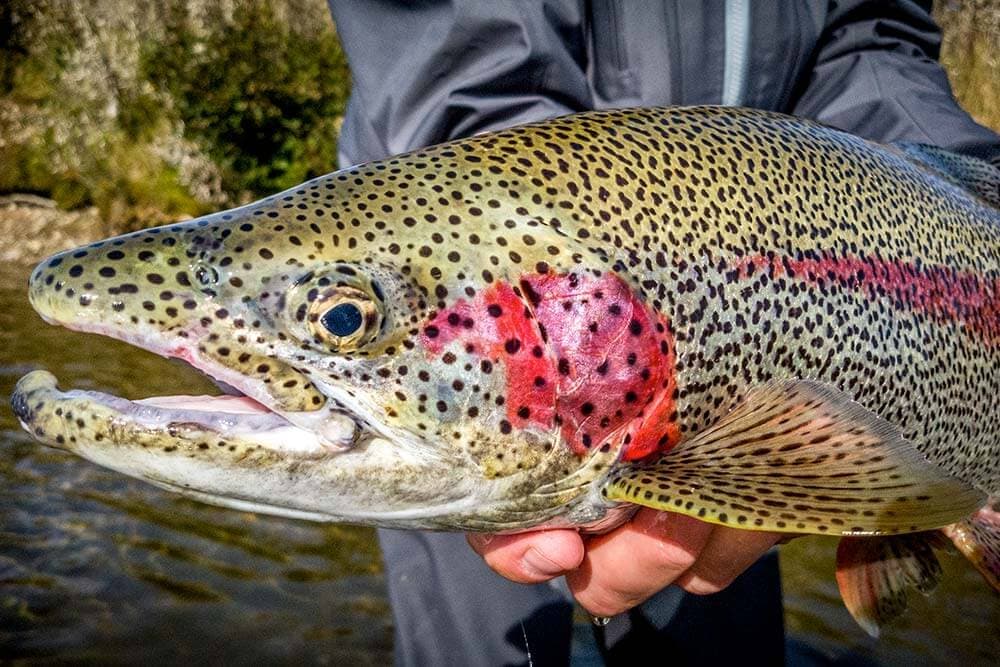 Trout detail